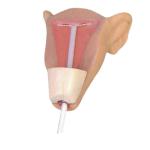 Advanced Intrauterine Contraceptive Training Model