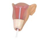 Advanced Intrauterine Contraceptive Training Model