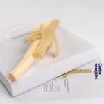 Simulated PVC Dog Skeleton Model
