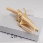 Simulated PVC Dog Skeleton Model