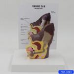 Dog Ear Anatomical Model Canine Veterinary Clinic Teaching