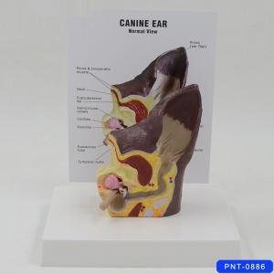 Dog Ear Anatomical Model Canine Veterinary Clinic Teaching