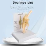 Simulated PVC Dog Skeleton Model