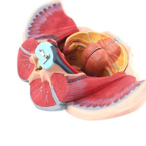 Anatomical Model Of Pelvic Floor Muscles Attached To The Human Female Pelvis
