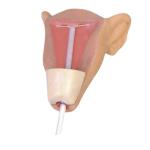 Advanced Intrauterine Contraceptive Training Model