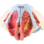 Anatomical Model Of Pelvic Floor Muscles Attached To The Human Female Pelvis