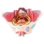 Anatomical Model Of Pelvic Floor Muscles Attached To The Human Female Pelvis