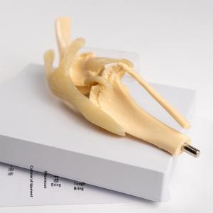 Simulated PVC Dog Skeleton Model