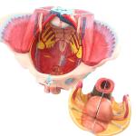 Anatomical Model Of Pelvic Floor Muscles Attached To The Human Female Pelvis