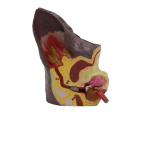 Dog Ear Anatomical Model Canine Veterinary Clinic Teaching