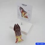 Dog Ear Anatomical Model Canine Veterinary Clinic Teaching