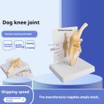 Simulated PVC Dog Skeleton Model