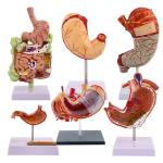 Human Digestive System Model Gastric Coronal Section Anorectal Anatomy Medical Teaching Aid For Gastroenterology