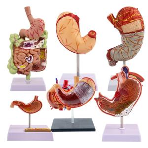 Human Digestive System Model Gastric Coronal Section Anorectal Anatomy Medical Teaching Aid For Gastroenterology