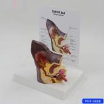 Dog Ear Anatomical Model Canine Veterinary Clinic Teaching