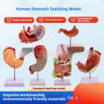 Human Digestive System Model Gastric Coronal Section Anorectal Anatomy Medical Teaching Aid For Gastroenterology