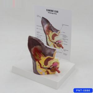 Dog Ear Anatomical Model Canine Veterinary Clinic Teaching