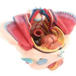 Anatomical Model Of Pelvic Floor Muscles Attached To The Human Female Pelvis