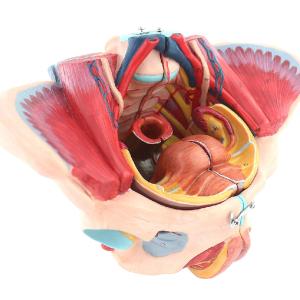 Anatomical Model Of Pelvic Floor Muscles Attached To The Human Female Pelvis