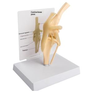 Simulated PVC Dog Skeleton Model