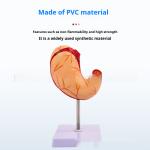 Human Digestive System Model Gastric Coronal Section Anorectal Anatomy Medical Teaching Aid For Gastroenterology